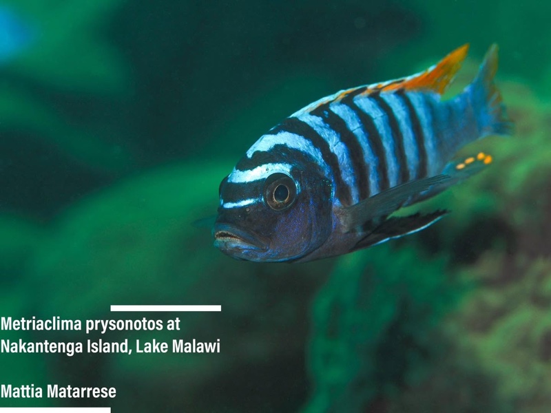 Maylandia pyrsonotos 'Nakantenga Island'